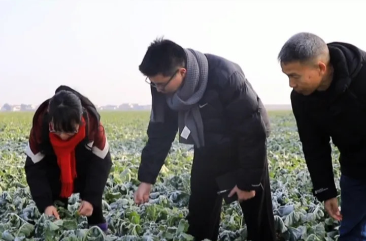 强工稳农 | 汉寿县农业农村局：农技田间“把脉问诊” 护航油菜安全越冬