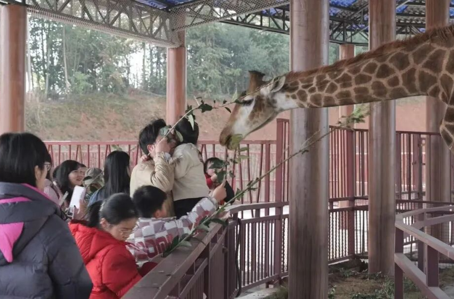 汉寿：新春常野人气旺 “零距离”互动欢乐多