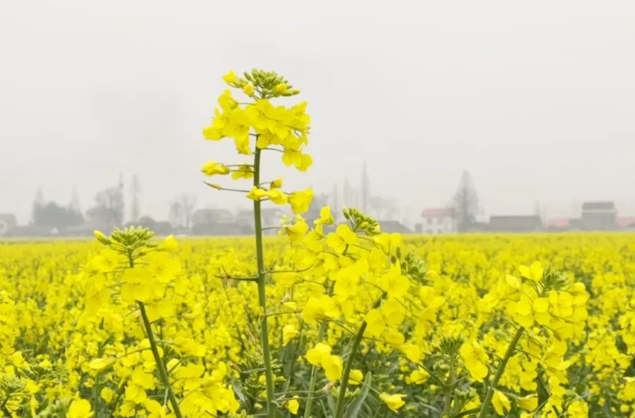 强工稳农｜罐头嘴油菜：人工栽种育丰收 高标准农田启新程