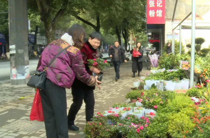 汉寿：人勤春来早，苗木交易忙