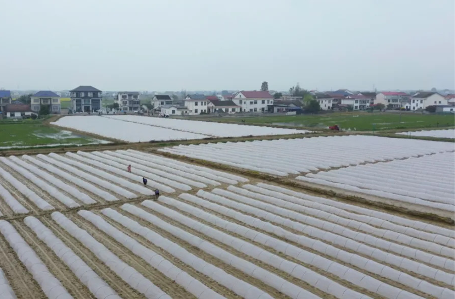 强工稳农｜汉寿：阴雨连绵“考”春耕 农技下乡“护”秧苗