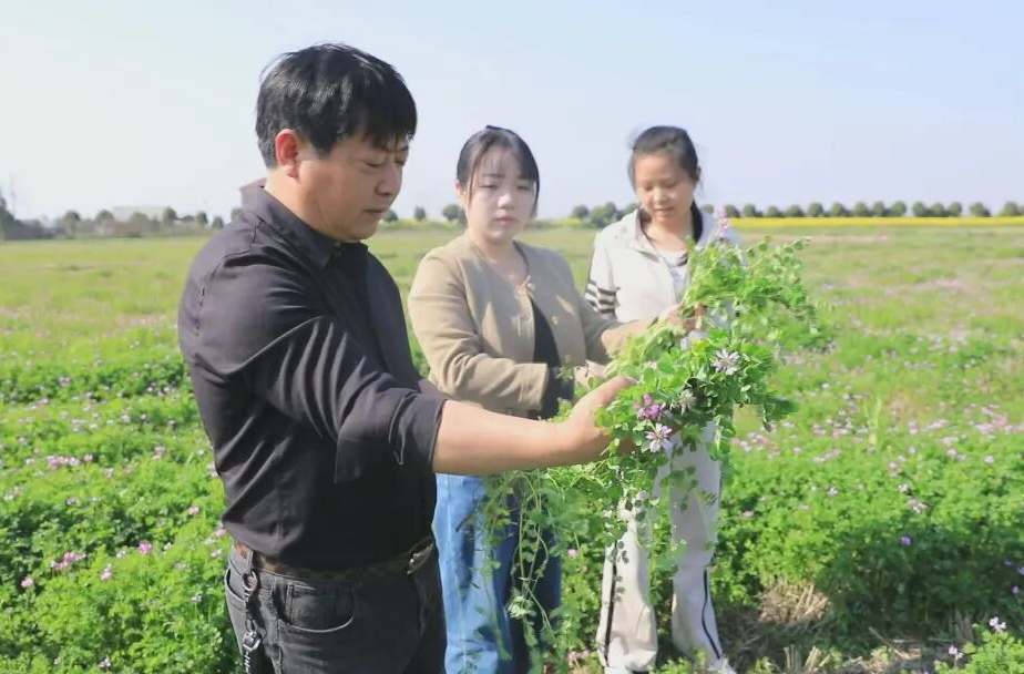 强工稳农 | 汉寿：10.5万亩绿肥迎丰收