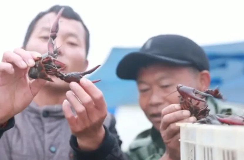 强工稳农 | 汉寿小龙虾走俏全国