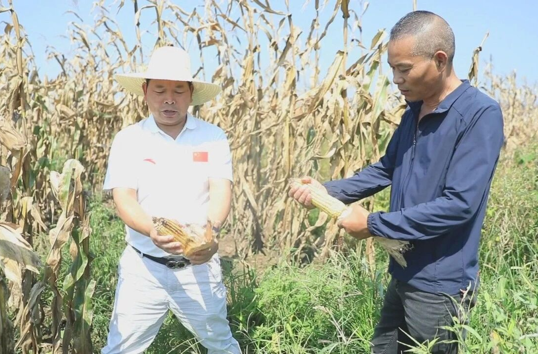 汉寿：玉米大豆带状复合种植喜获丰收