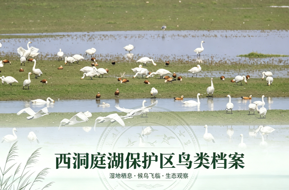 《西洞庭湖保护区鸟类档案》专栏