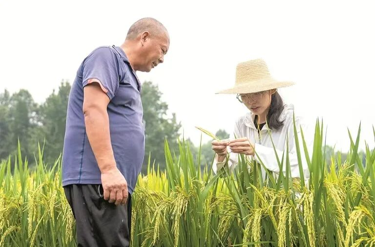 《新华每日电讯》头版报道丨湖南：让增产“秘诀”走向更多田间地头