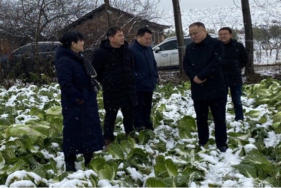 汉寿县农业农村局督导蔬菜生产防疫、抗灾、保供工作