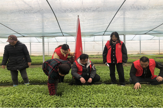 汉寿县农业农村局：加强低温技术指导  确保农业生产安全