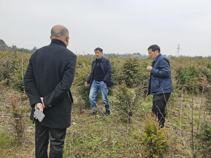 常德市林业局领导来汉寿县调研红豆杉基地生产经营情况