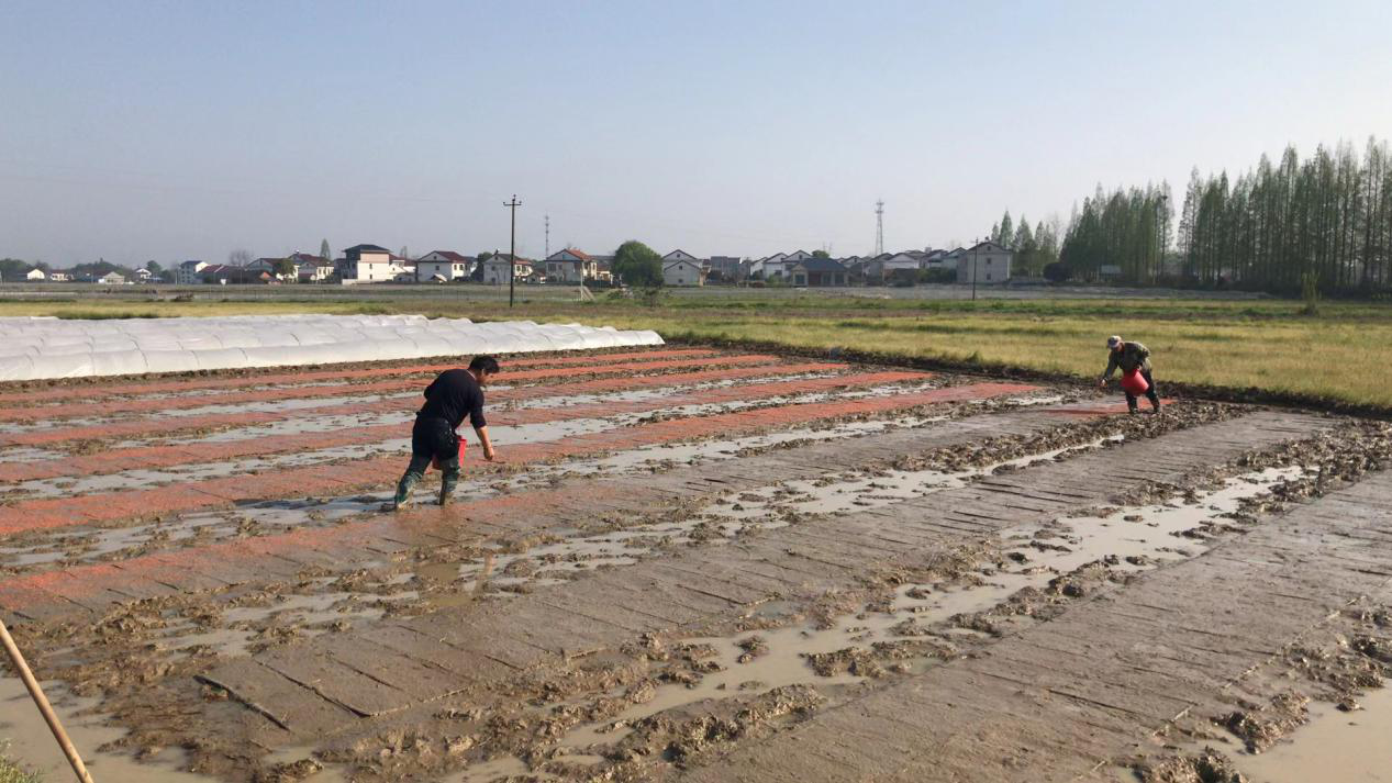 聂家桥乡：扛稳粮食安全责任  筑牢乡村振兴根基