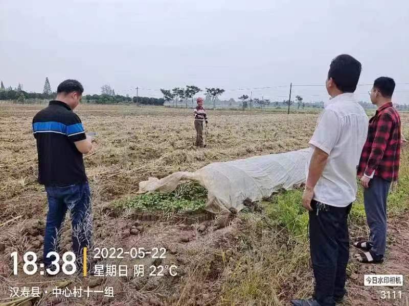 坡头镇：开展常态化巡查  美化人居环境