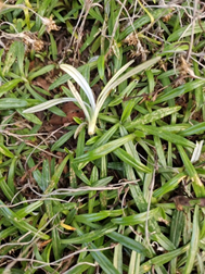 湖南西洞庭湖国家级自然保护区新记录3种植物