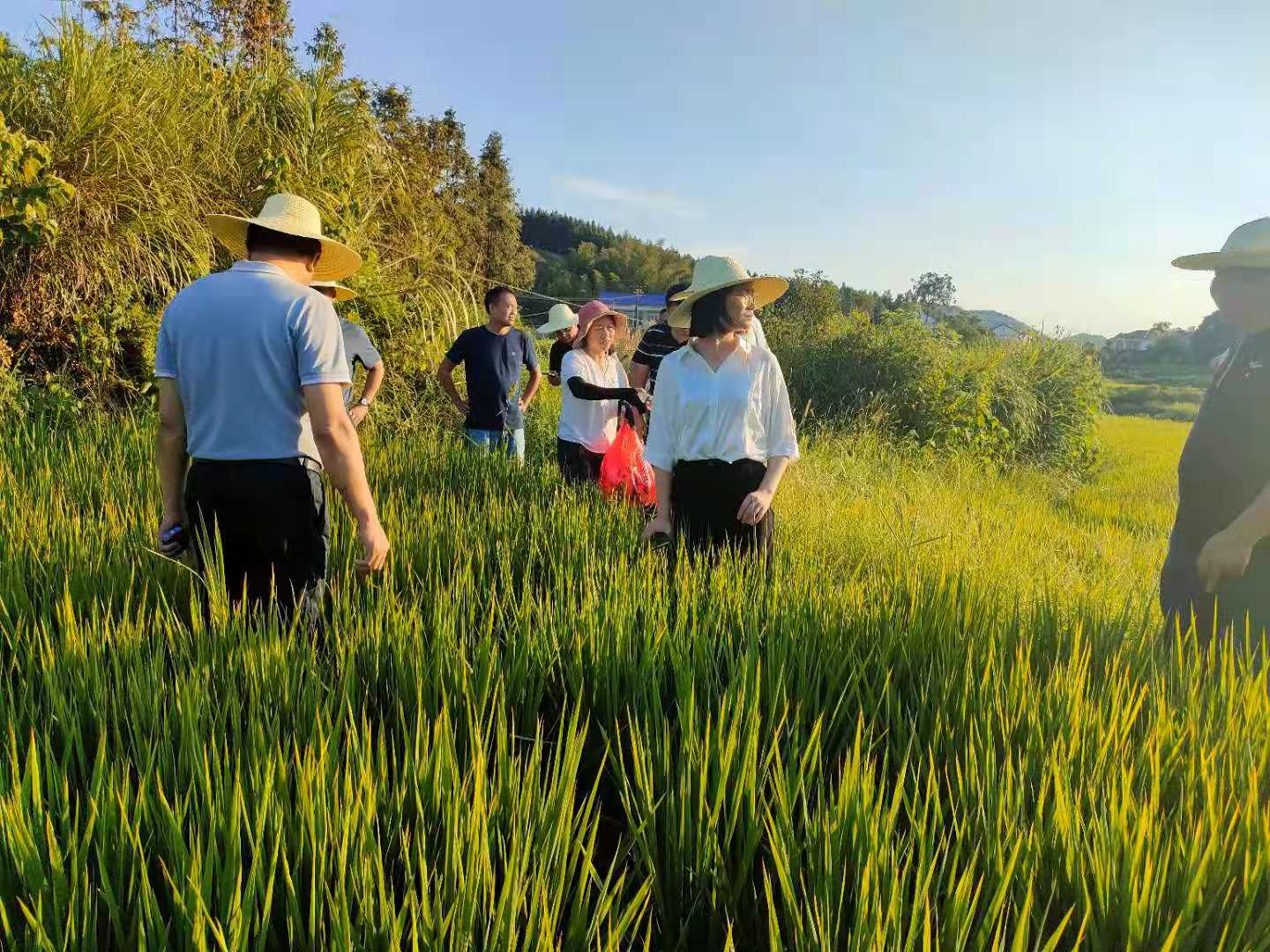 【抗旱保收】丰家铺镇：近万亩农田恢复生机