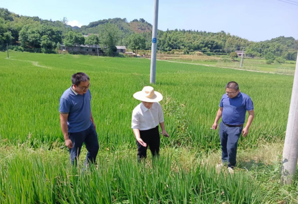 【防御高温   抗旱保收】军山铺镇：全力抗旱保民生
