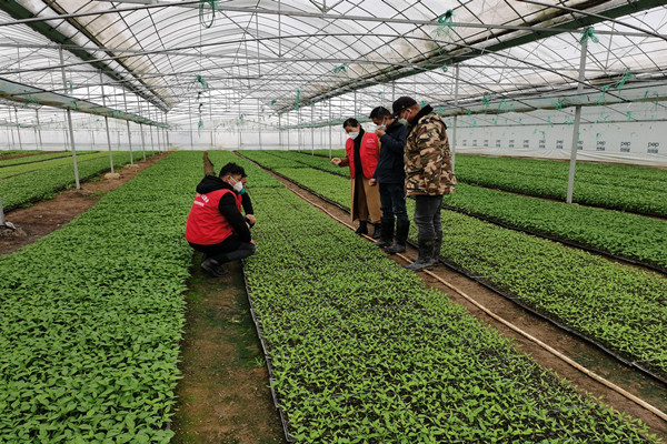 汉寿县农业农村局指导蔬菜防寒抗冻工作  确保稳产保供