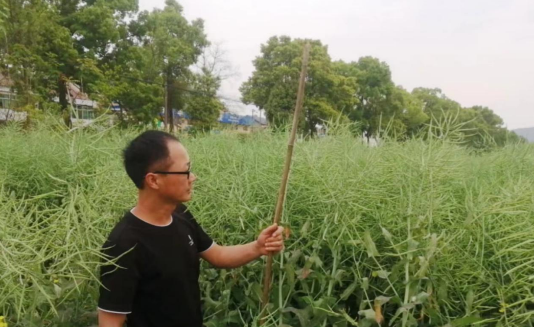 汉寿县崔家桥镇：开展油菜测产  参与高产竞赛