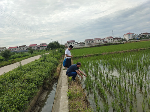 汉寿县洲口镇：早稻飘香迎丰收  粮食安全记心头