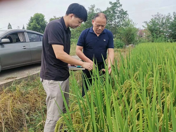 汉寿县罐头嘴镇：“导师帮带”助力年轻干部“壮苗出穗”