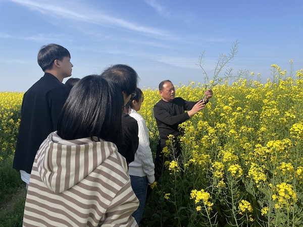 汉寿县罐头嘴镇：青年干部踏春泥 油菜花海学种植