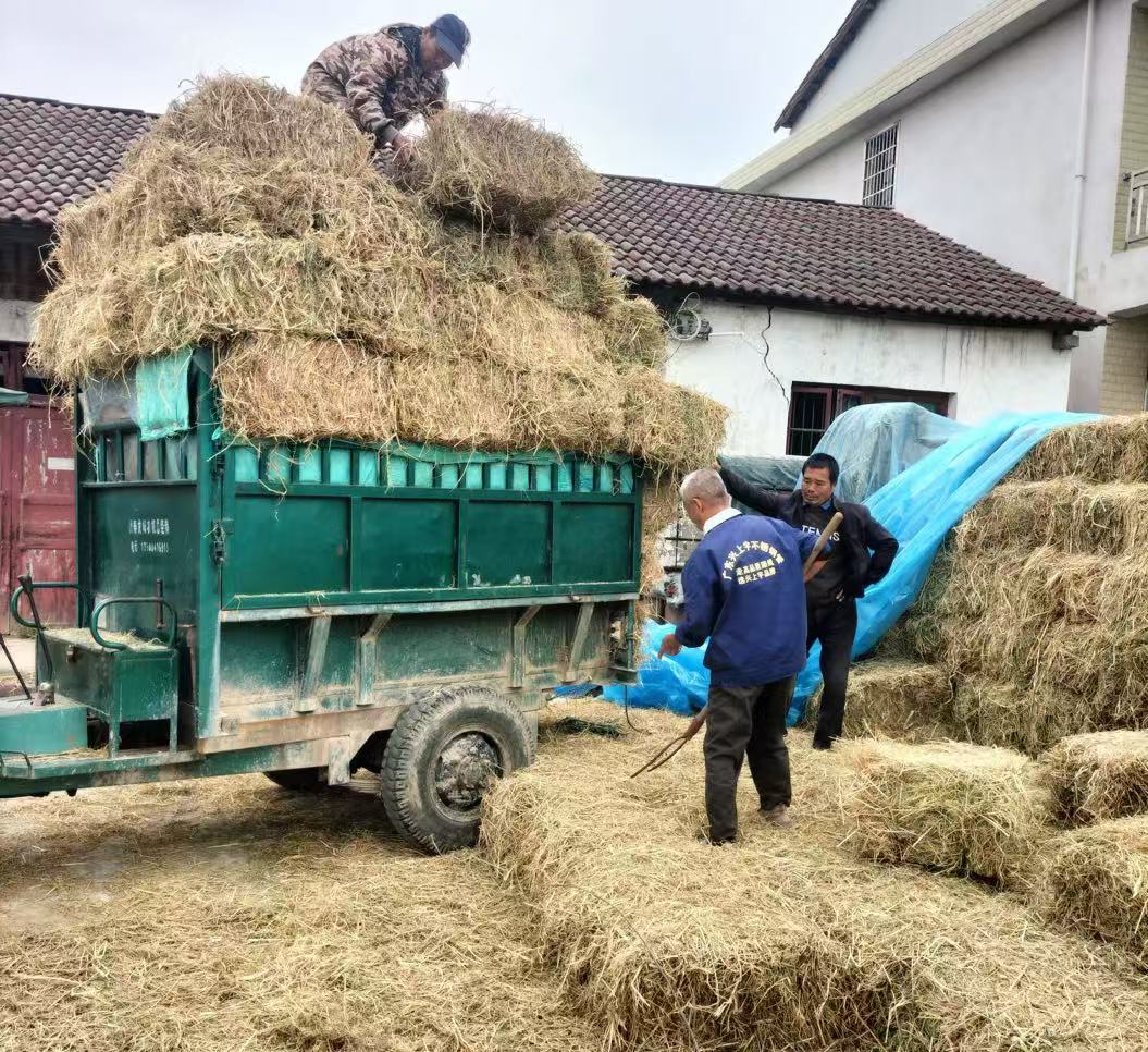 汉寿县洋淘湖镇积极推进秸秆综合利用  全力打赢“蓝天保卫战“