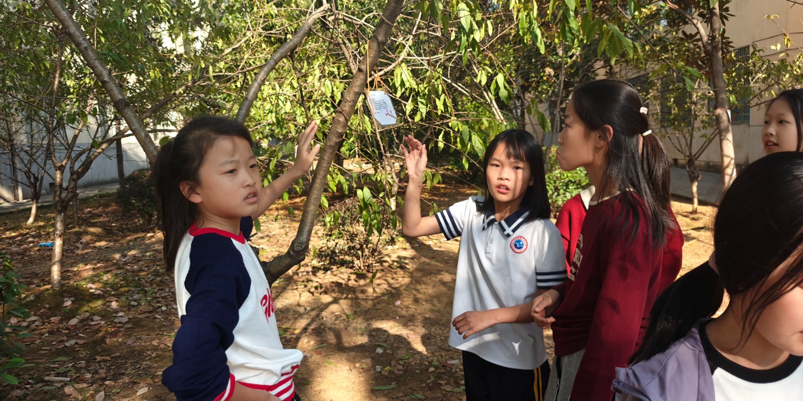 汉寿詹中附小科学社团：为校园植物挂上“身份证”