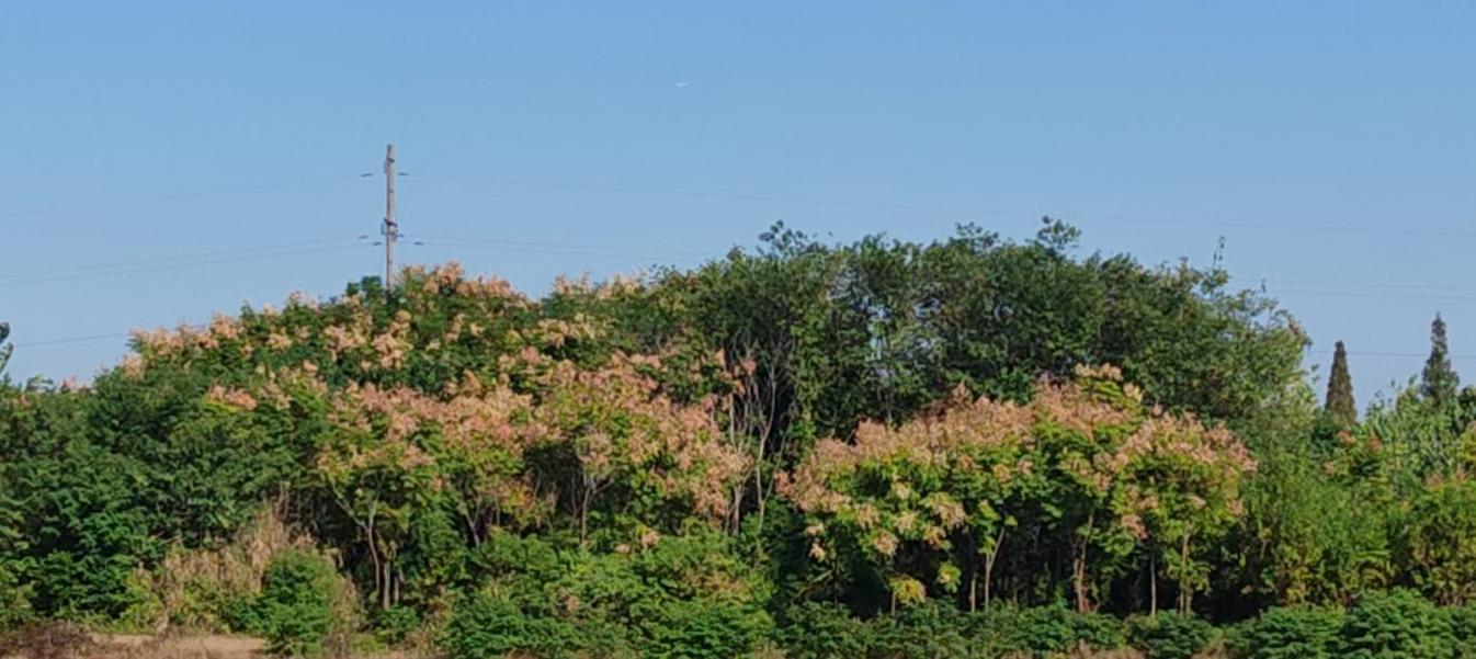 汉寿县洲口镇： 种植甘蔗焕新机，调整结构见实效