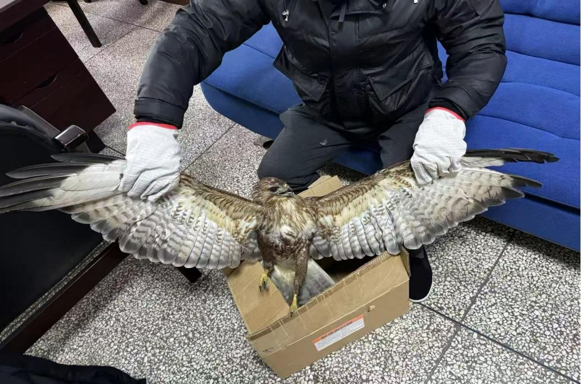 汉寿：全力救助普通鵟，爱心守护野生猛禽
