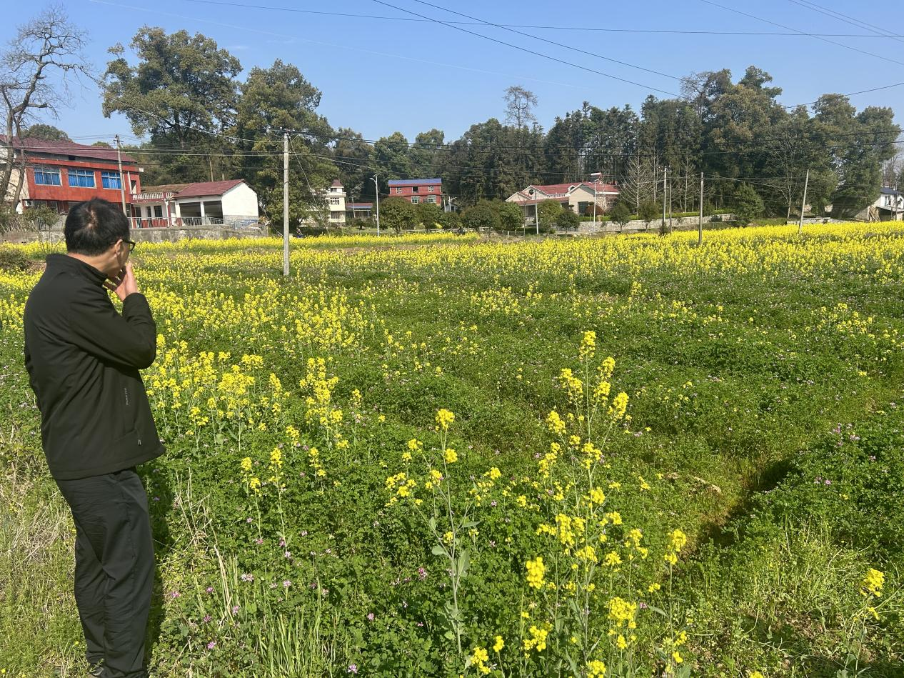 【两会精神进基层】汉寿县崔家桥镇：绿肥种植赋能 春耕正当时