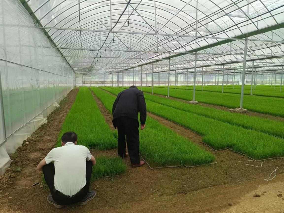 汉寿县崔家桥镇：科技赋能春耕生产  早稻种植机械化率显著提升