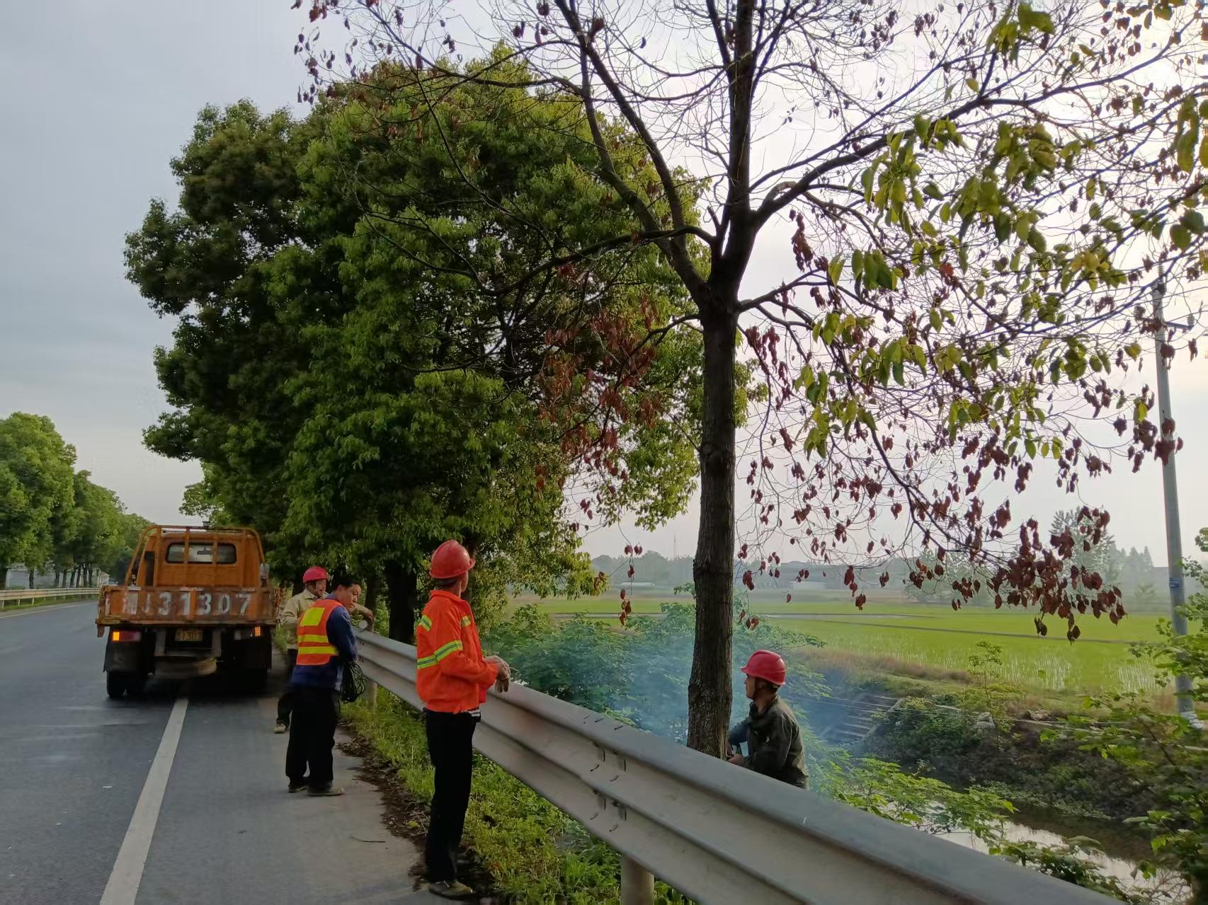 汉寿：集中清理枯死树木  筑牢公路安全防线