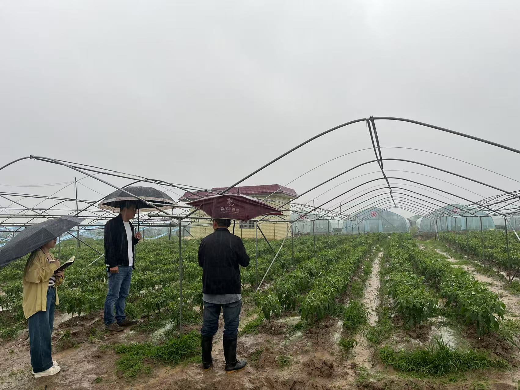 汉寿县农业农村局：开展强降雨后农业生产恢复技术指导工作
