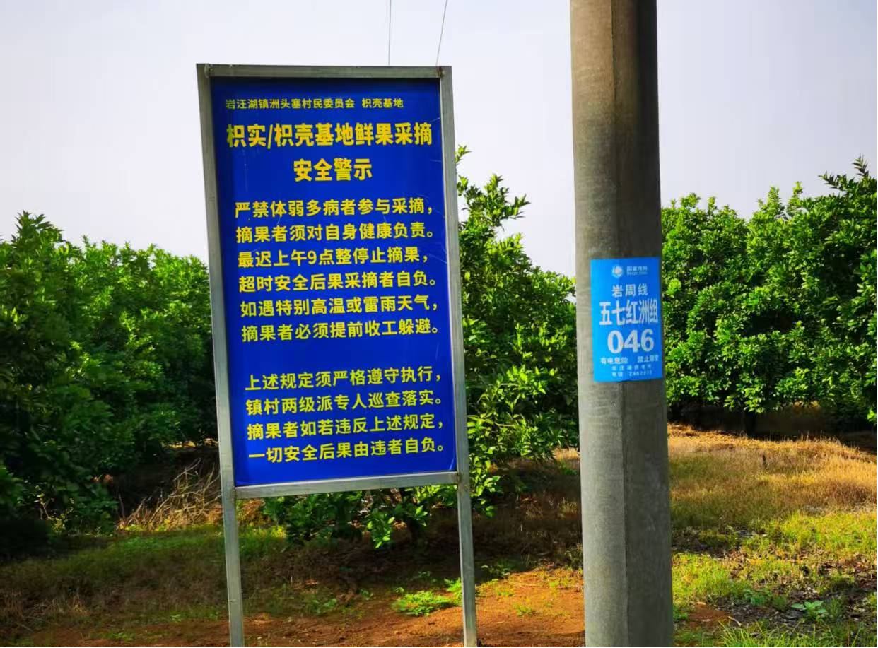 汉寿县岩汪湖镇多措并举保障枳壳采摘季安全生产
