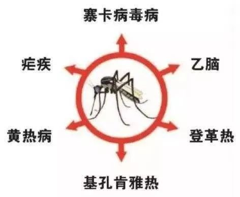 速看！预防登革热、基孔肯雅热和疟疾从夏季防蚊开始