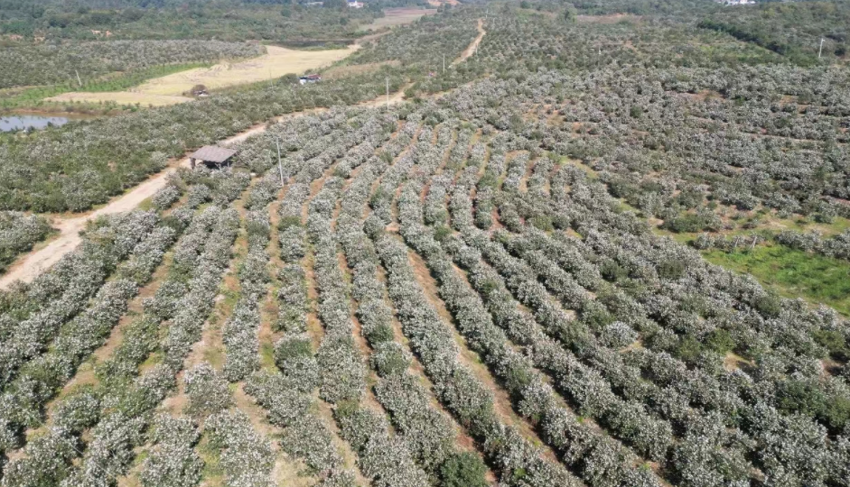 汉寿县林业局：小油茶“榨”出大产业   高标准铸就“黄金油”