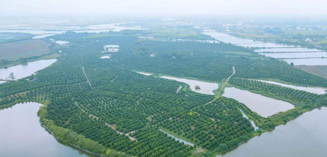 赋能生态振兴：汉寿湘枳壳园蝶变亿元产业新地标