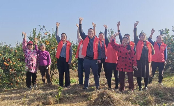 汉寿县龙潭桥镇：纸料洲畔橘园丰收 ，“世纪红”点亮乡村振兴路