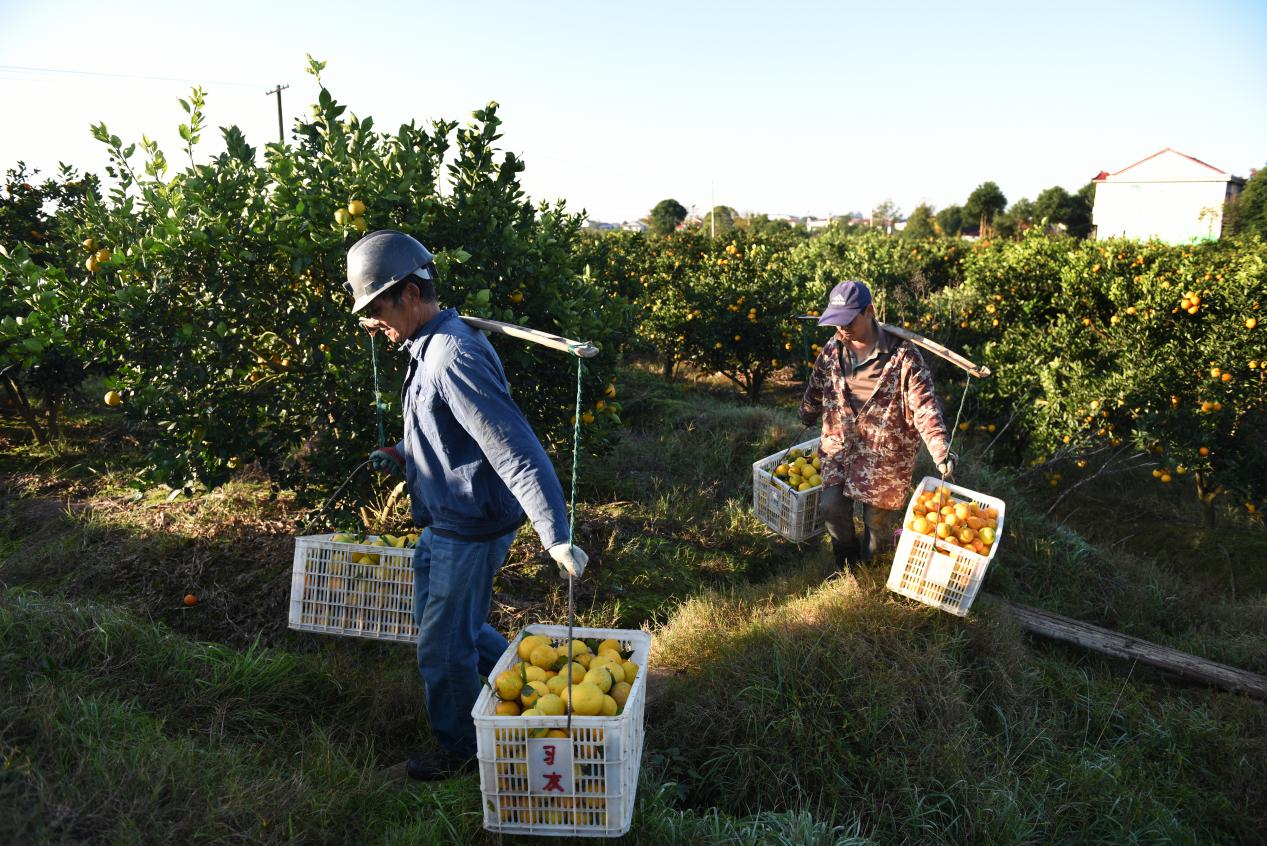 汉寿县毛家滩回维乡马涧村糖橙飘香  党建引领绘就乡村振兴“甜蜜答卷”