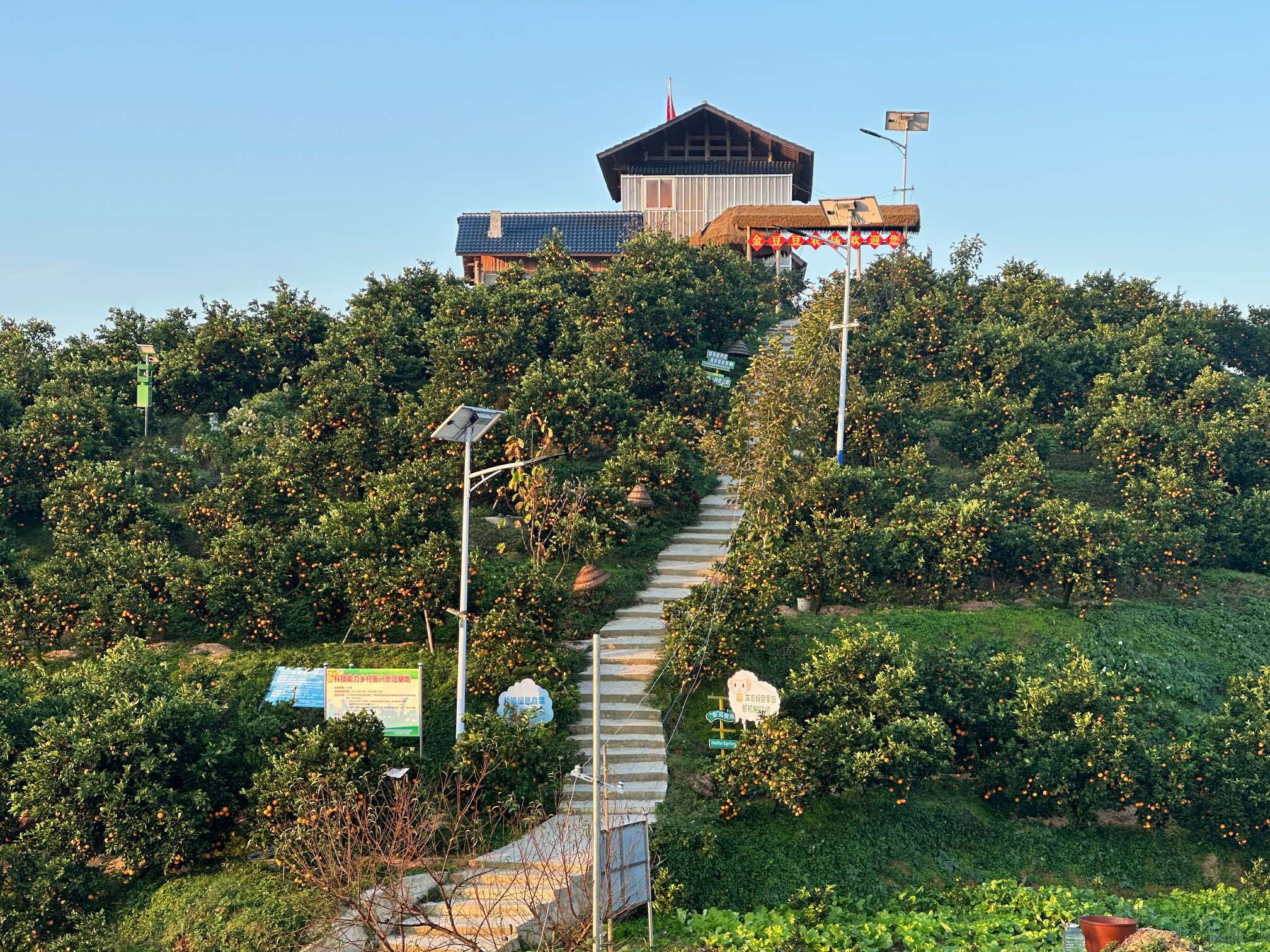 毛家滩回维乡：问道岩门取真经 绘就家乡新“橙”景