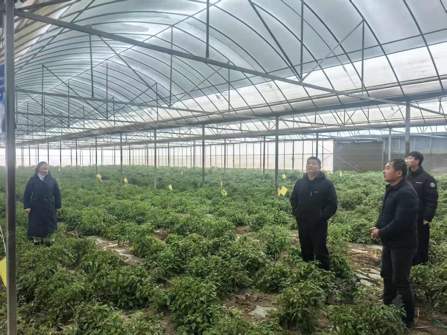 汉寿：积极应对低温雨雪天气 全力保障农业安全生产