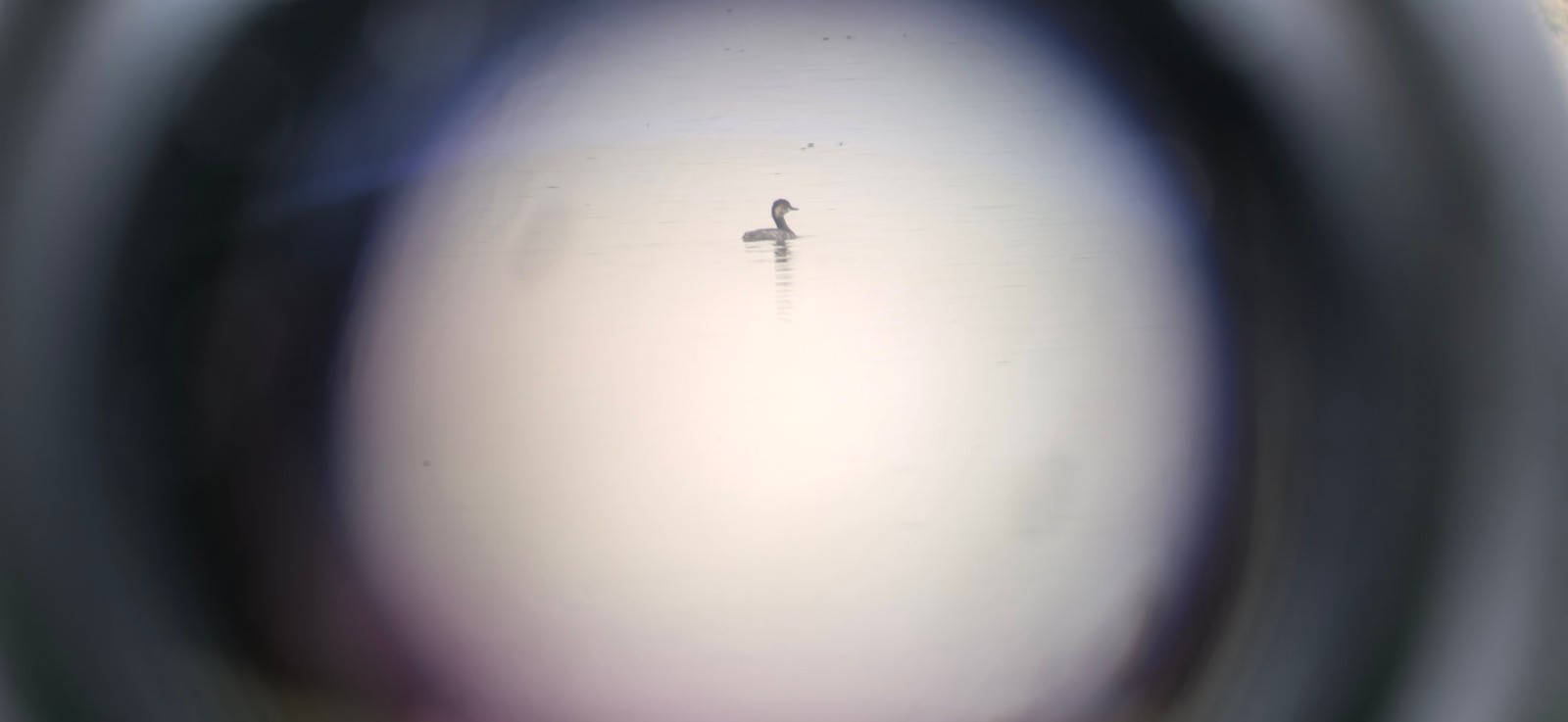 汉寿县首次发现国家二级保护鸟类黑颈䴙䴘，太白湖湿地生态改善获实证