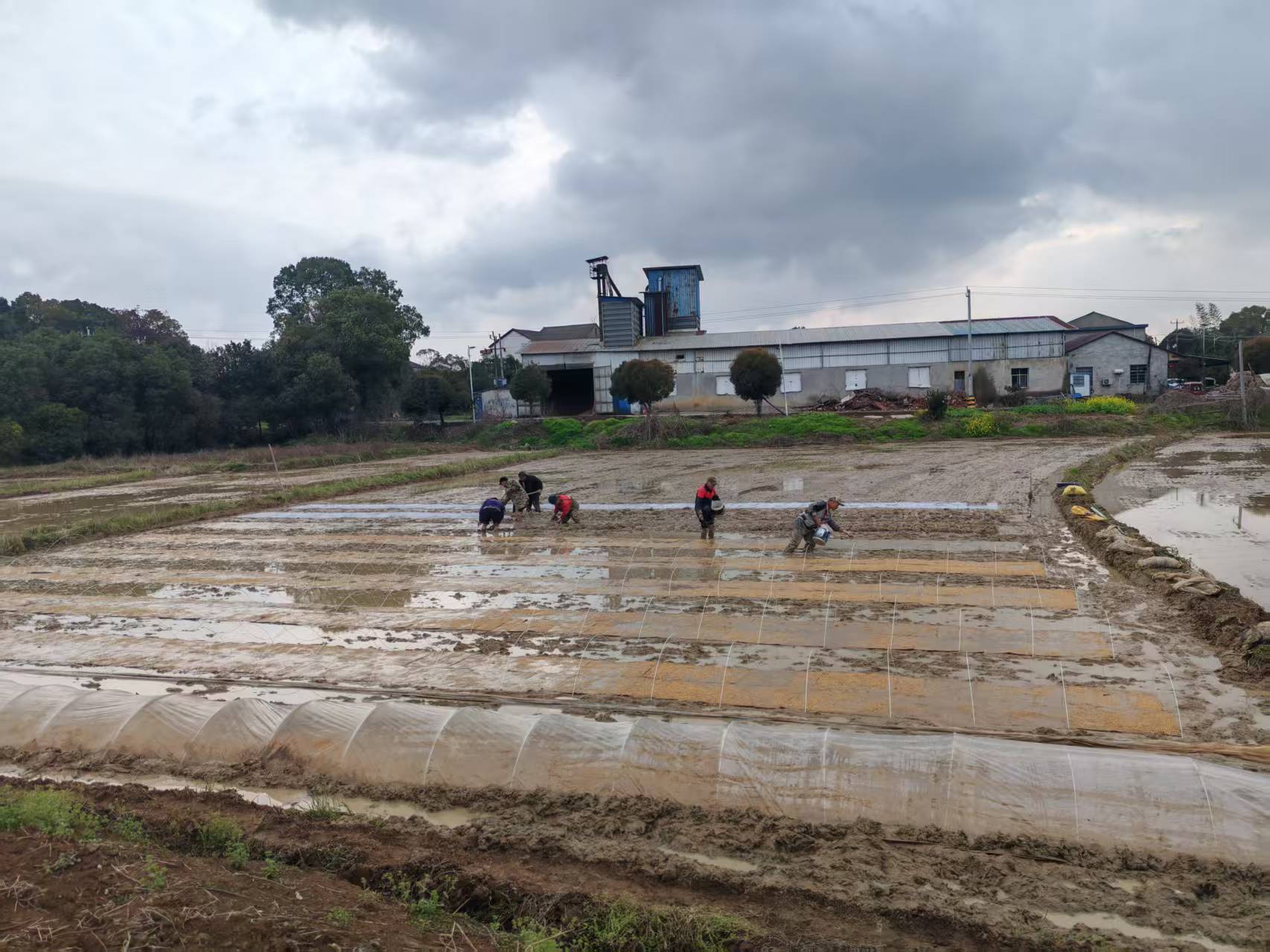 汉寿县蒋家嘴镇：春耕正当时，掀起早稻生产热潮