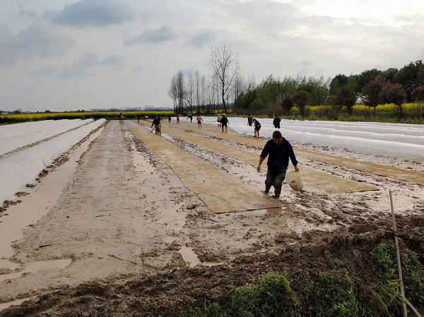 汉寿县罐头嘴镇：心系农户备春耕 服务下沉促丰收