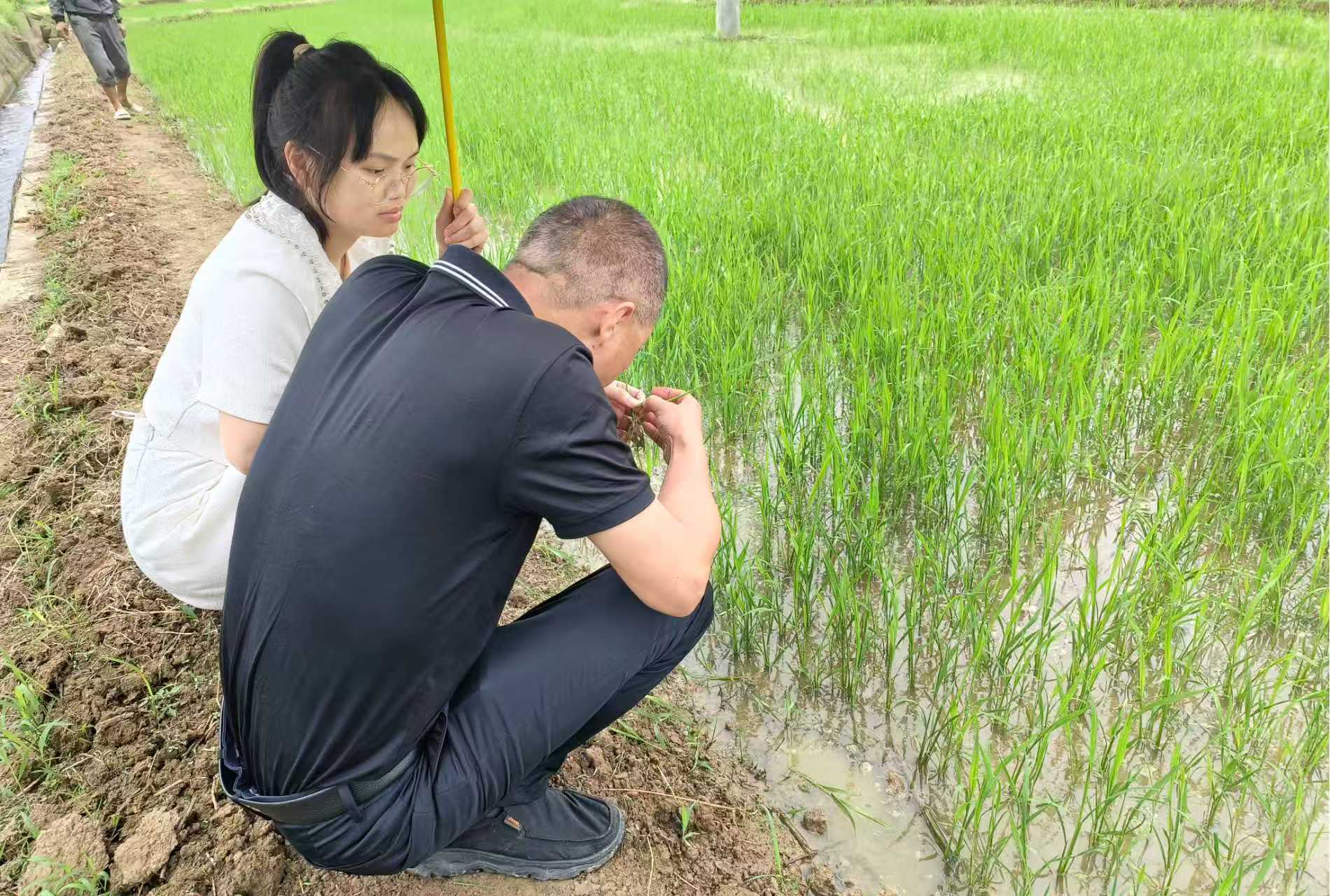 汉寿县崔家桥镇：科技服务到田间，包联帮扶促增收